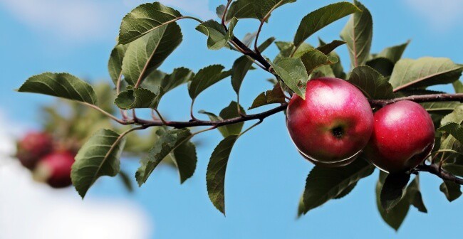 Best Fall Fruits - Apples