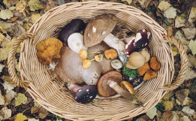 Best Fall Vegetables Mushrooms
