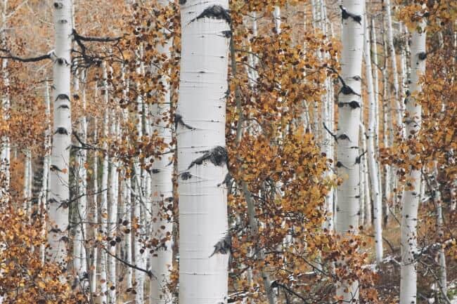 Birch Trees For Sap