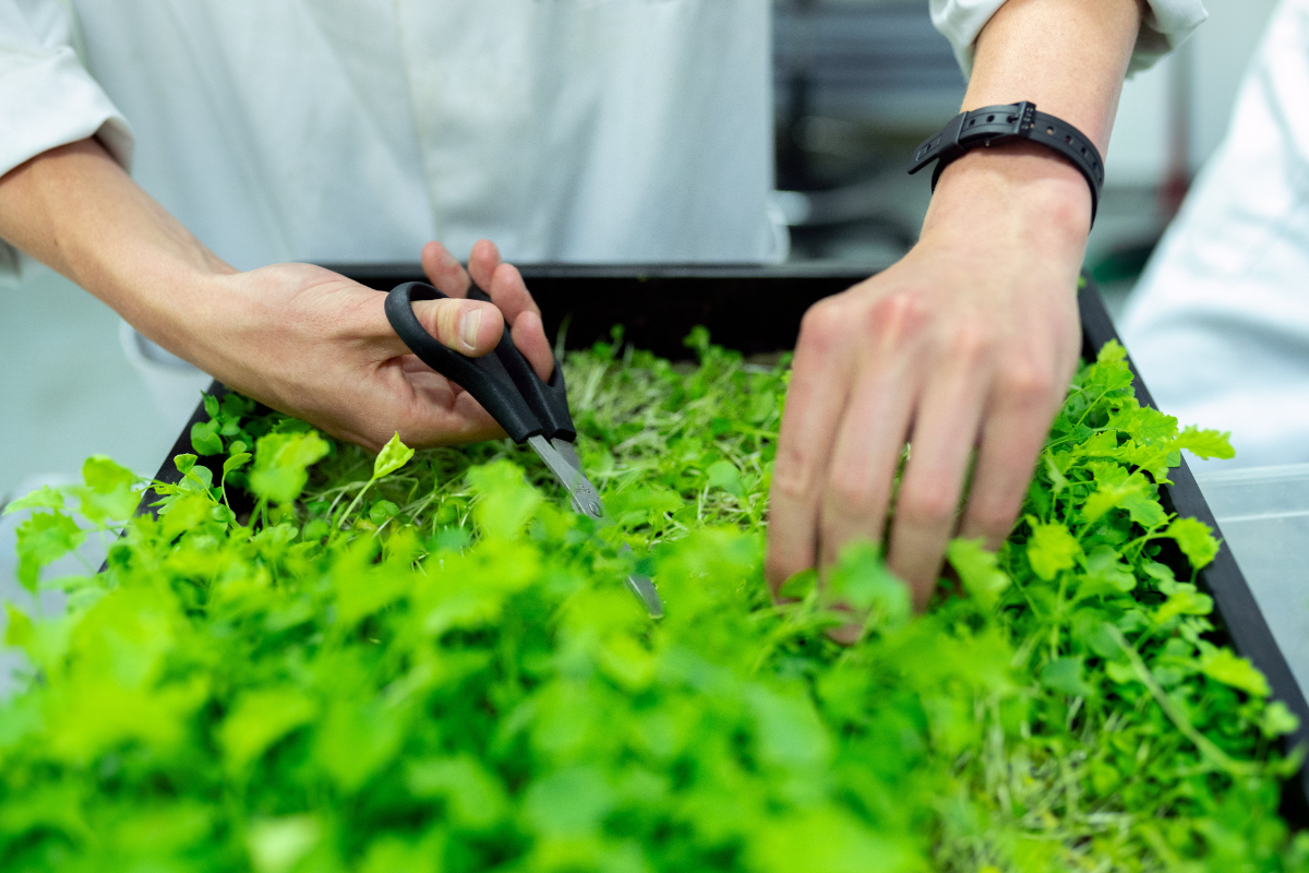 Herbs For Mashed Potatoes